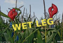 Wet Leg - Wet Dream